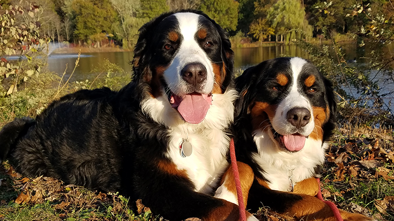 Bernese Mountain Dogs