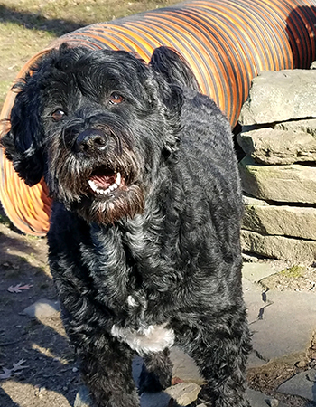 Portuguese Water Dog