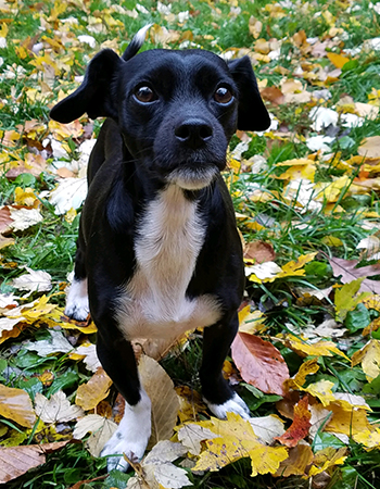 Black and White Terrier Mix