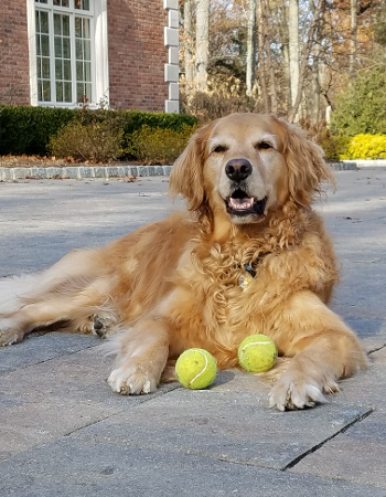 Golden Retriever