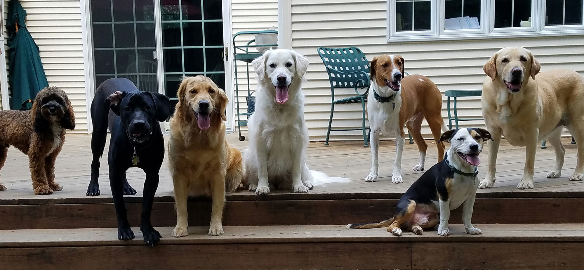 Happy Dogs on Deck