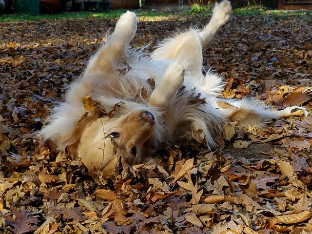 Dog Rolling in Leaves