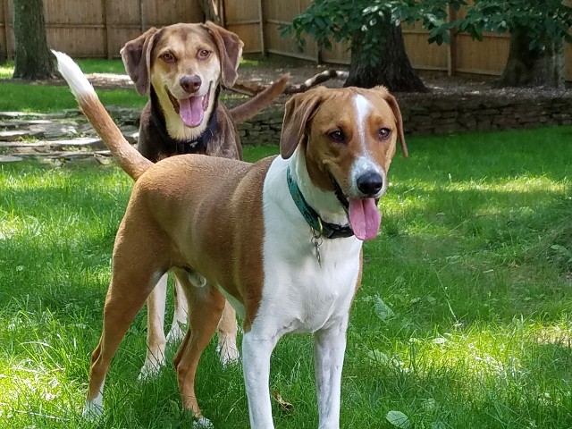 Two Happy Dogs
