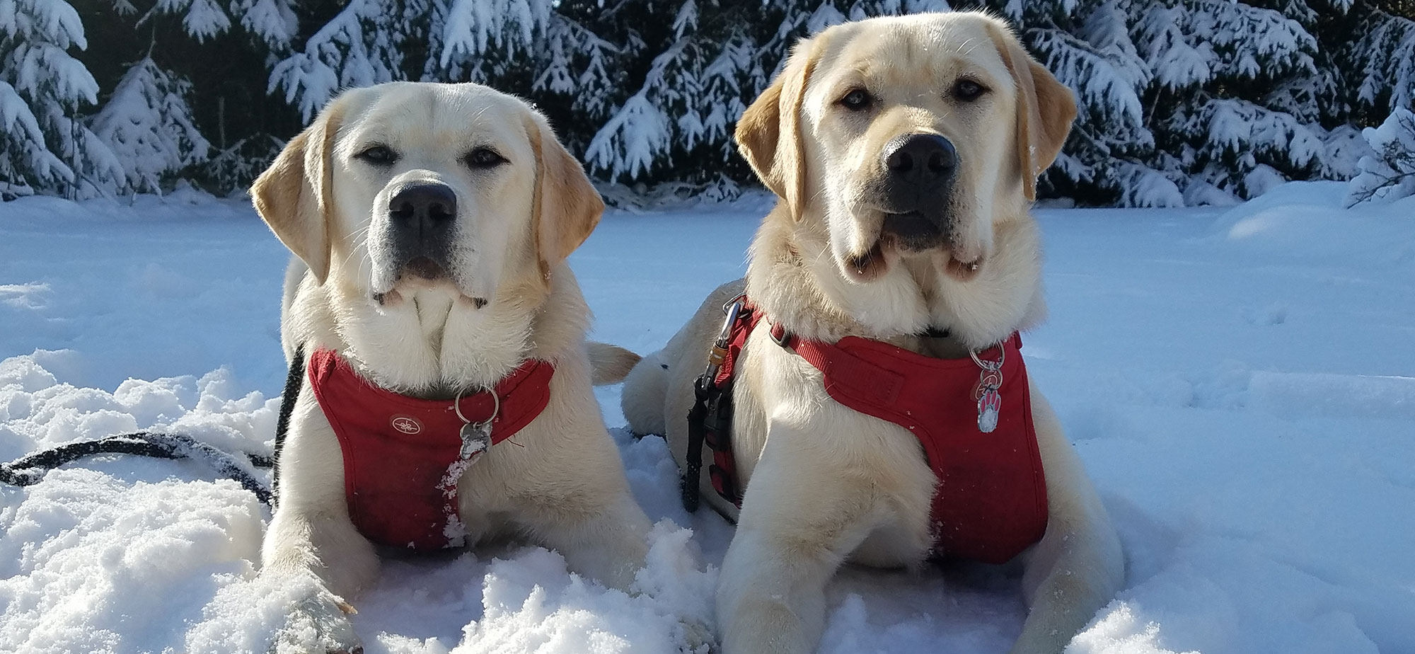 Labrador Puppies in Snow