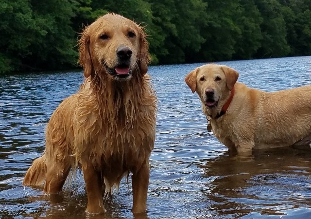 Dogs Playing in Water
