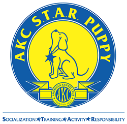 AKC STAR Puppy