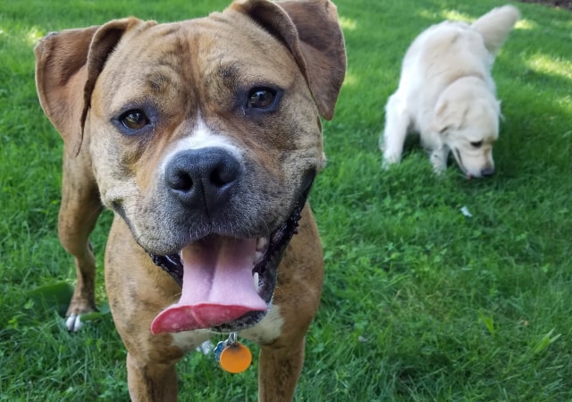 Happy Boxer mix