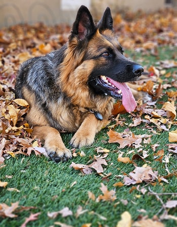 German Shepherd
