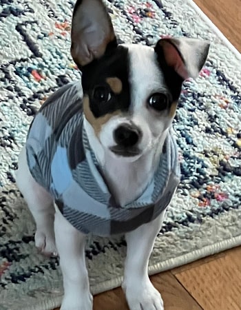 Chihuahua