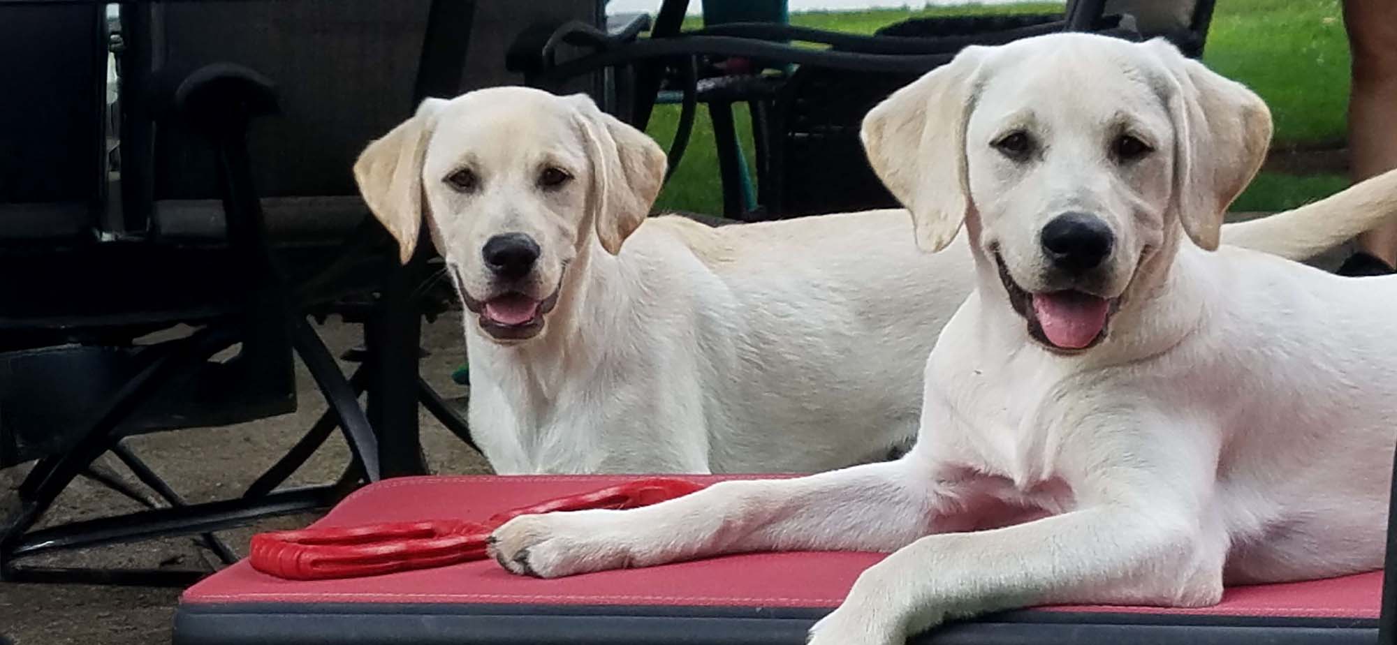 Relaxed puppies